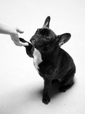 Frenchie - French bulldog