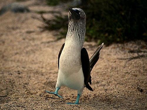 Looking for Friend - Bird Looking for freinds