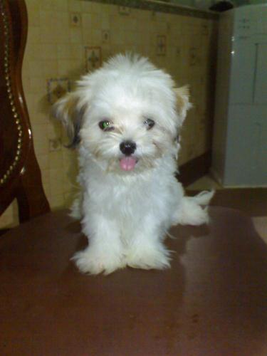 shih tzu  - 'bunnylee'... bunnilen...