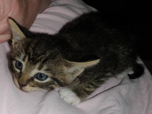 HighWay - He was found last night 5/19/09 in the middle of I35...now he is warm and drinking kitten formula...purring and looking forward to a neutered life.