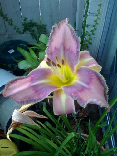 Pretty flower - some kind of lily I think Pretty flower - some kind of lily I think