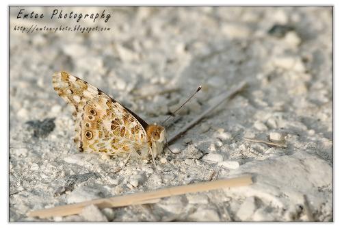 buterfly - here is a butterfly i photographed some days ago.