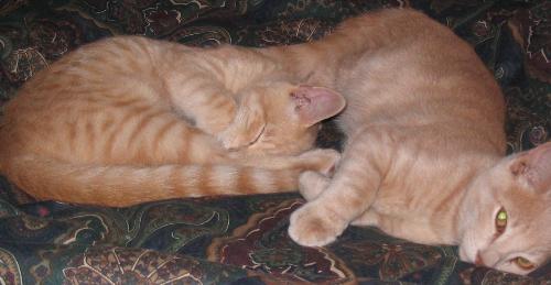 Ping and Pong as kittens - Ping is the one with his eyes open