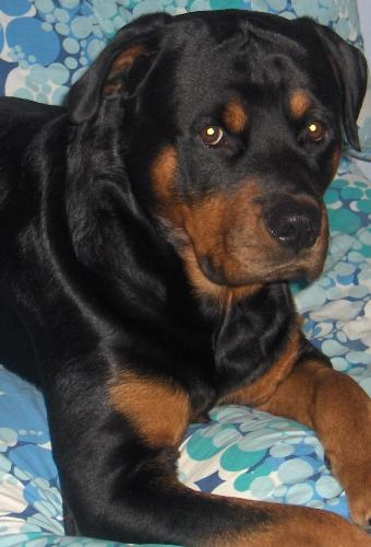 Panther - Shelley's Buddy - Panther' a sweet and naughty Rottweiler..