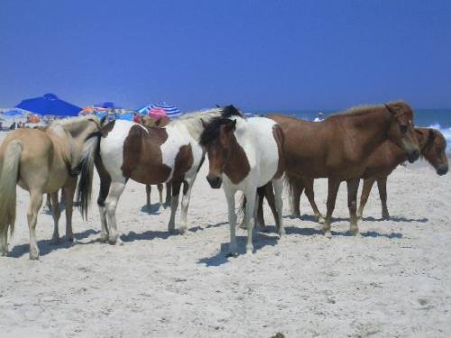 The wild ponies of Assateague Island National Seas - These ponies have lived on this island since the 1600's. They are both wild and tame and are considered a treasure to the residents of both Maryland and Virginia.