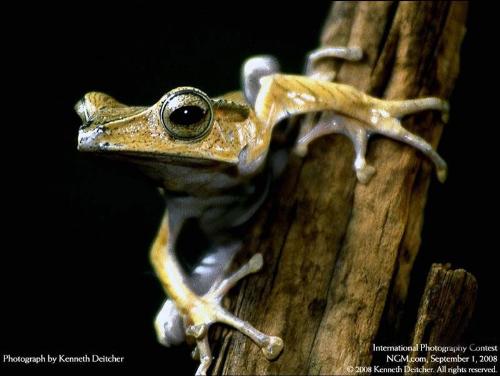 Frog - Beauty of nature - A photograph by Kenneth Deitcher. Published at International Photography contest, September 2008