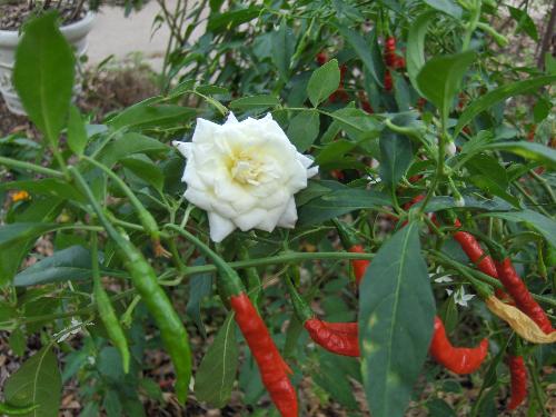 red white and hot - red peppers and a white rose in my garden