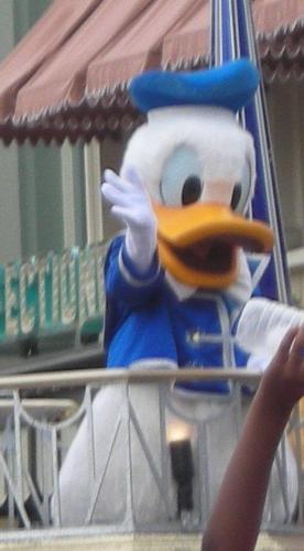 Disney - Donald Duck waving to you from Walt Disney World.