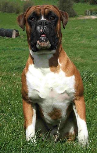 Boxer - Boxer is an amazing breed. they love to play with kids and they are very affectionate.