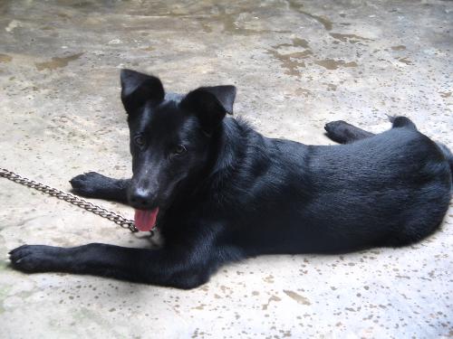 Dog - My Labrador'Scooby'