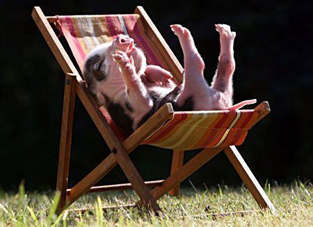 Friday Piggy - here is how a happy pig feel about weekends. No swine flu here...