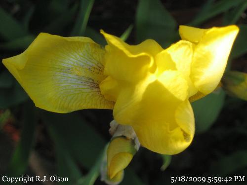 Yellow Iris? - I think this is an Iris. Yellow Iris? - I think this is an Iris.