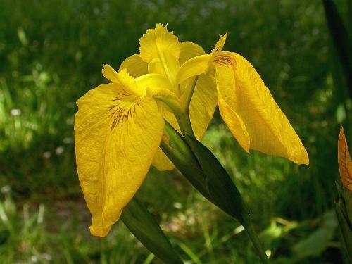 Iris pseudacorus - Flag - Yellow Flag (from Wikipedia)