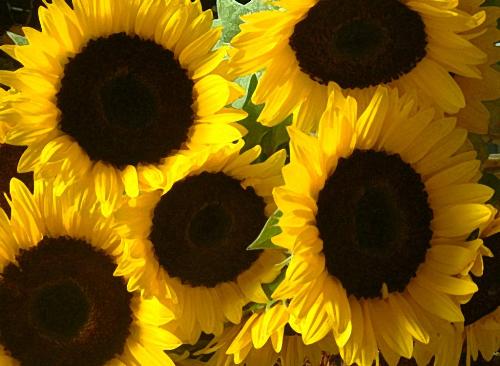 sunflowers in July  - Lovely wild flowers