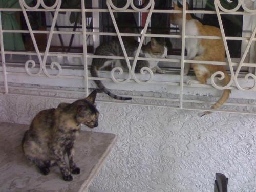 my cats - these are my cats. They're outsite at the terrace waiting for their food to be served.