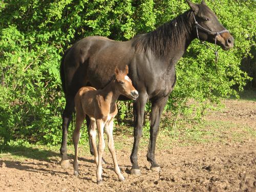 Classy Chassis and her filly Fancy Samantha  - Here is a picture of Fancy Sam Born 4/25/09 at 3:15 p.m. Pacific Standard time with her mom Classy Chassis. She was just two days old here. 