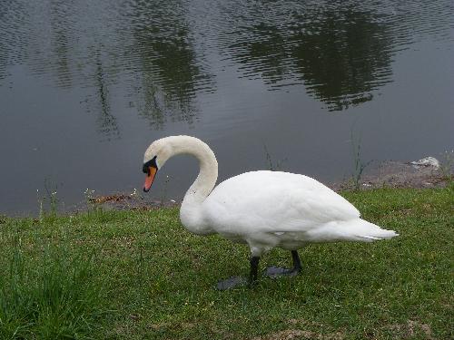 Our Swan - The swan on our lake behind the house.