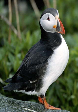 Animal - atlantic puffin