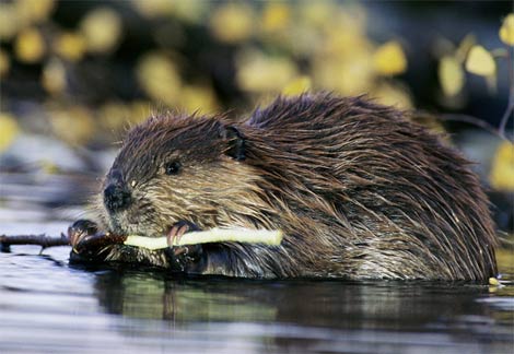Animal - beaver