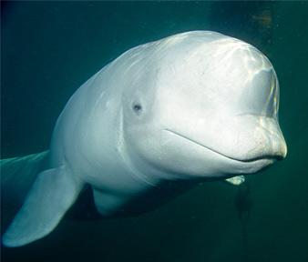 Animal - belluga whale