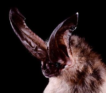 Animal - big eared bat