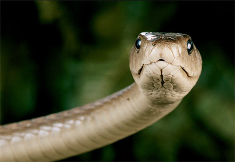 Animal - black mamba