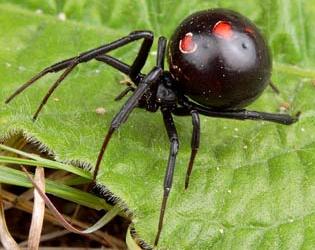 Animal - black widow spider