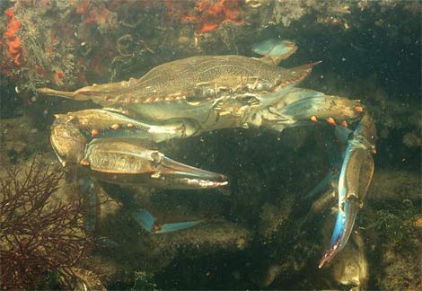 Animal - blue crab