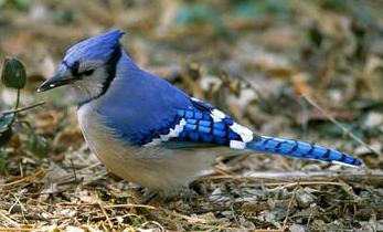 Animal - blue jay