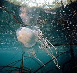 Animal - box jellyfish
