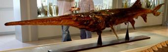 Animal - chinese paddlefish