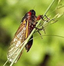Animal - cicada