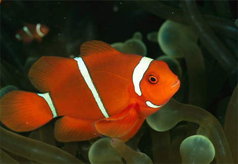 Animal - clown fish