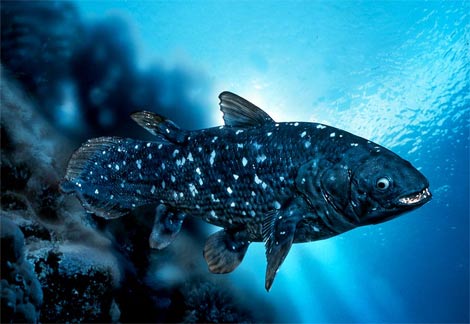 Animal - coelacanth