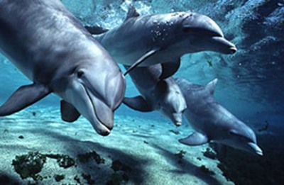 Animal - dolphins bottlenose