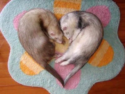 Animal - ferret