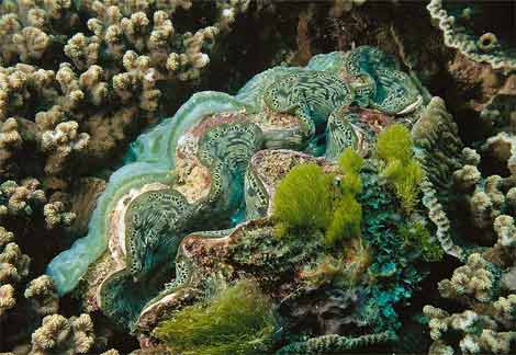 Animal - gisnt clam