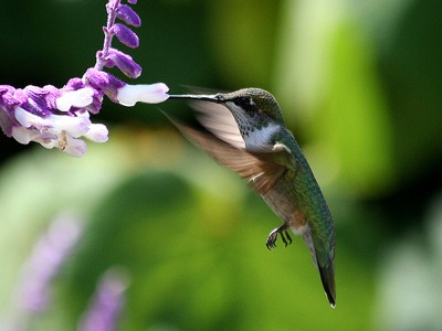 Animal - hummingbird