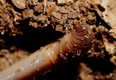 Animal - earth worm