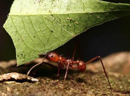 Animal - leaf cutter ant