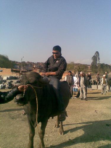 Riding buffalo as horse - Riding Buffalo as horse