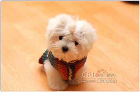 puppy 2 - lovely puppy, I love it