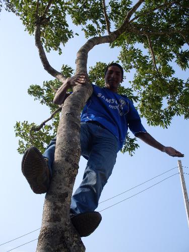 Can i climb higher than money - practicing to be money on climbing tree