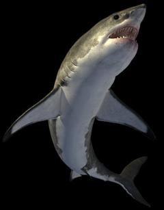 Animal - cretoxyrhina