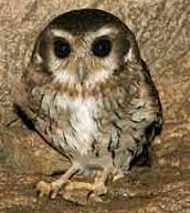 Animal - cuban screech owl