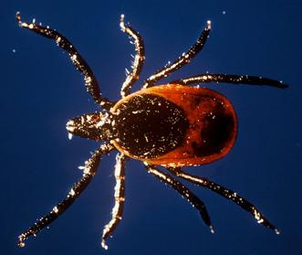 Animal - deer tick