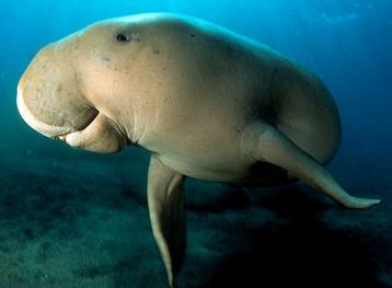 Animal - dugong