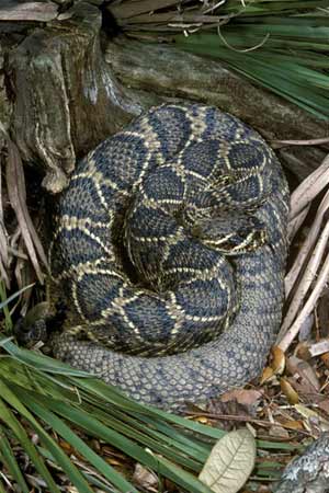 Animal - eastern diamondback rattler