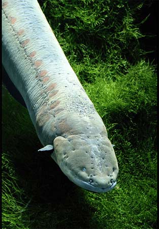 Animal - electric eel