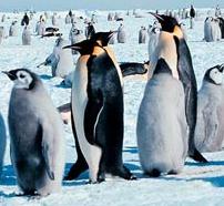 Animal - emperor penguins